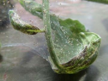 Шкідники кімнатних квітів: чим обробити квіти від шкідливих комах