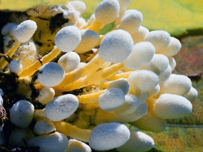 Боротьба з попелиць в теплиці та її обробка