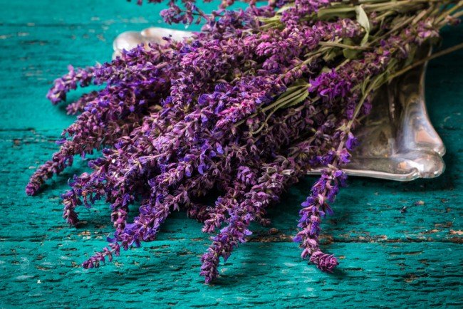 Личинки молі — як захистити квартиру від ненажерливих шкідників?