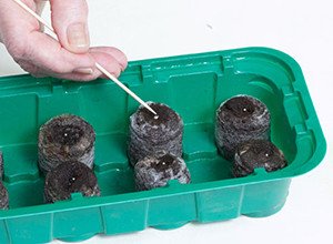 Вирощування розсади петунії в торфяних таблетках: умови посадки і проростання насіння, фото і відео інструкція