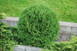 Туя Тіні Тім: опис цікавого карликового сорту чагарника з чудовими декоративними якостями