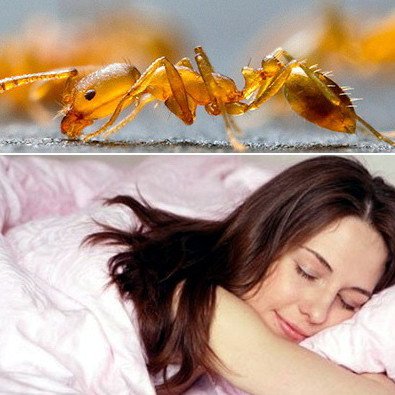 До чого сняться мурахи: розкриваємо сонники