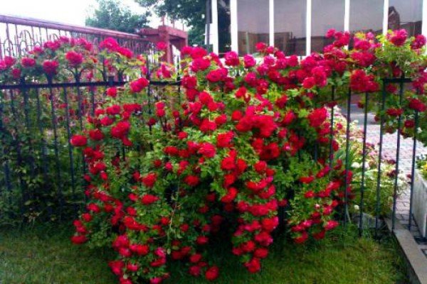 Вюнка троянда Фламентанц — приголомшливий сорт з рясним цвітінням