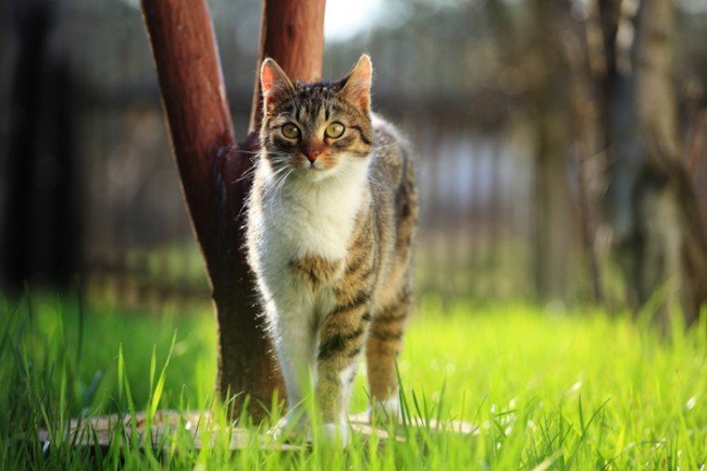 Блохи у домашньої кішки — Способи профілактики і лікування