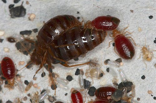 Дезінсекція від клопів – методики і використовувані засоби