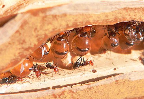 Що їдять мурахи в природі і в квартирі