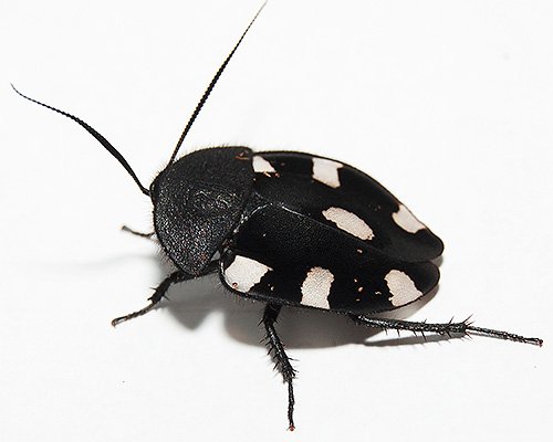 Види тарганів – фото та опис кожного з них