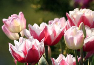 Вирощування тюльпанів: посадка і догляд у відкритому грунті, коли викопувати цибулини, розмноження, фото і відео