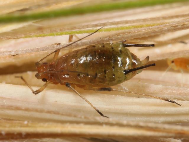 Огляд видів попелиці на смородині