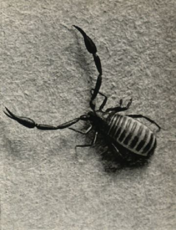 Псевдоскорпіони: кого тільки не зустрінеш в квартирі!