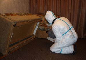 Санобробка: як працює служба знищення тарганів