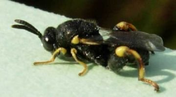 Лунка срібляста: ефективні заходи боротьби із шкідливою метеликом