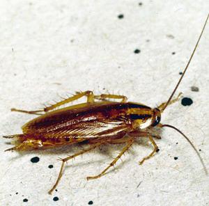 Таргани: фото і будова тіла