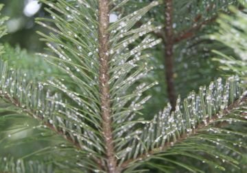 Шкідники хвойних дерев: найпоширеніші та небезпечні