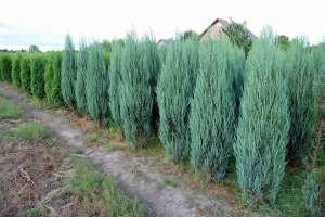 Туя західна: розглядаємо найбільш популярні і затребувані для садівників сорти