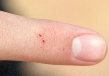 Чорна вдова – отруйний павук у вічному жалобі