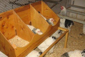 Навіщо потрібен інкубатор для яєць: правила виведення курчат, оптимальний режим і фото