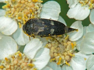 Піщаний мідляк, соняшниковий шипоноска і вусань соняшникова   боремося з шкідниками соняшників