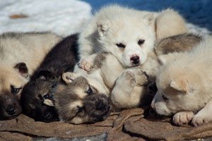 Гренландська собака: опис породи