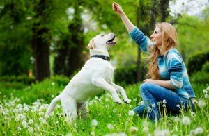 Виховання і дресирування цуценя лабрадора