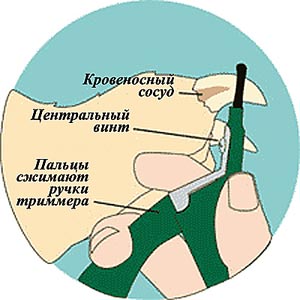 Той терєр: догляд та утримання