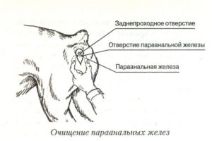Запалення параанальних залоз у собак