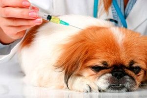 Папілома у собак: симптоми і лікування