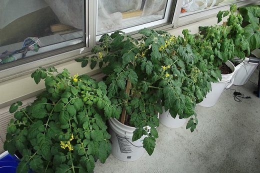Помідори на балконі: оригінальне озеленення