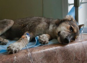 Чумка у собак: симптоми і лікування