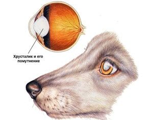 Катаракта у собаки: симптоми і лікування