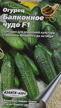 Огірки на балконі: особливості вирощування