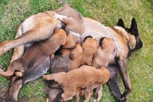 Мастит у собаки: симптоми і лікування в домашніх умовах