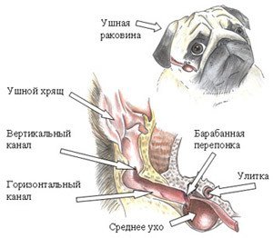Отит у собак: симптоми і лікування