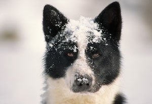 Карельський ведмежий собака: опис породи