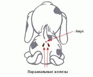 Запалення параанальних залоз у собак