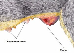 Мастит у собаки: симптоми і лікування в домашніх умовах