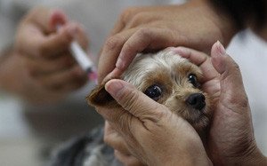 Сказ у собаки: симптоми і профілактика