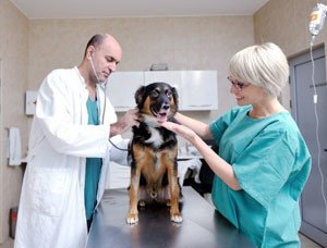 Кастрація і стерилізація собак: плюси і мінуси