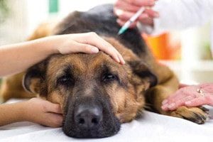 Енцефаліт у собаки: симптоми і лікування