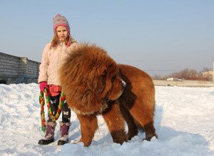 Тибетський мастиф: опис та характеристика породи