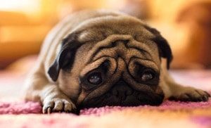 Сльозяться очі у собаки: що робити і чим лікувати
