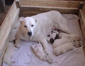 Алабай (середньоазіатська вівчарка): характеристика породи, відгуки