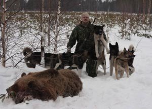 Американська акіта: характеристика породи