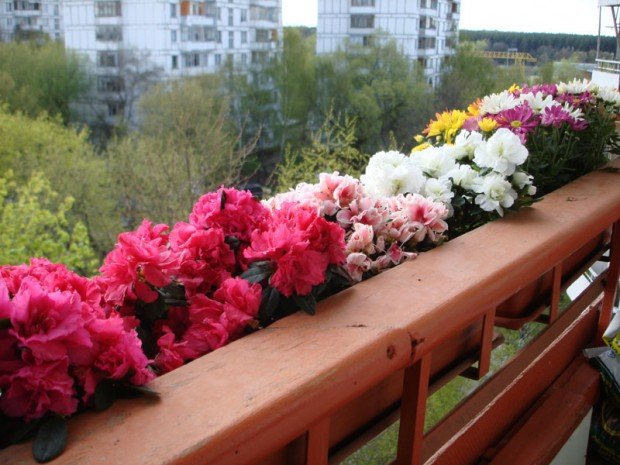 Які квіти посадити на лоджії: озеленяем своїми руками