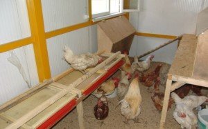 Як утеплити курник на зиму: поради по утепленню, будівництво