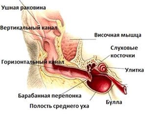 Як чистити вуха собаці?