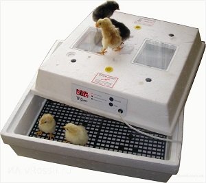 Автоматичний інкубатор для яєць: види, будова, технічні характеристики