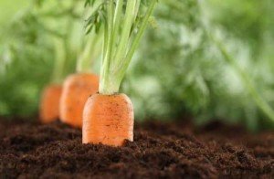 Посадка моркви: підготовка насіння та строки сівби