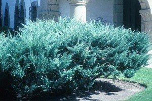 Відмітні ознаки сортів ялівцю середнього: правила посадки і вирощування