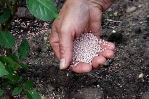 Вирощування лілійників на ділянці: опис видів, технологія посадки та догляду за рослинами